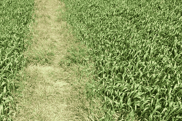 冬小麦种植步骤(冬小麦种植技术要点)